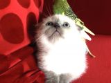 Safkan Scottish Fold Scottish Straight British