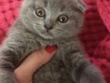 Safkan Scottish Fold Scottish Straight British