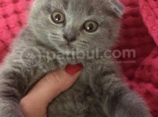 Safkan Scottish Fold Scottish Straight British görsel