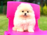 Teddy Face Pomerani̇an Boo