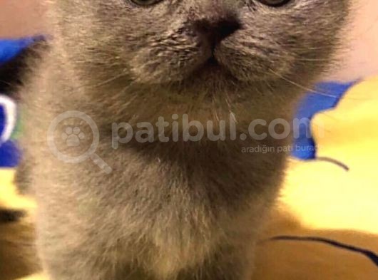 Safkan Scottish Fold Scottish Straight British