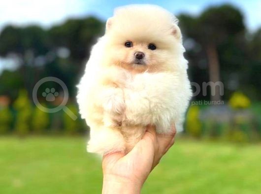 Karbeyaz Di̇şi̇ Pomerani̇an Boo