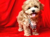 Irk Ve Sağlık Garantili Maltipoo Yavrular