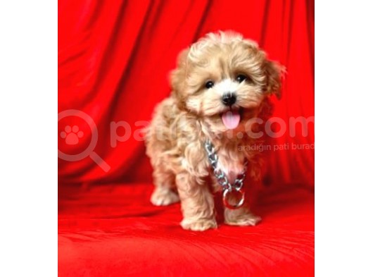 Irk Ve Sağlık Garantili Maltipoo Yavrular görsel