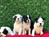 Irk Ve Sağlık Garantili French Bulldog Yavrular