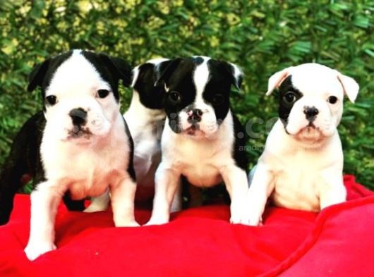 Irk Ve Sağlık Garantili French Bulldog Yavrular görsel