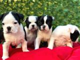 Irk Ve Sağlık Garantili French Bulldog Yavrular