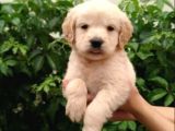 Irk Ve Sağlık Garantili Golden Retriever Yavrular
