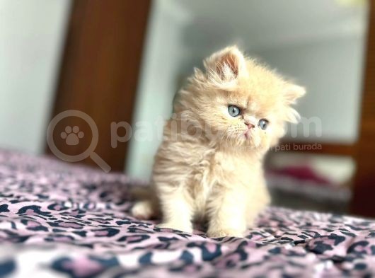 Iran Persian görsel