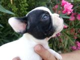 Safkan Fransız Bulldog Yavruları