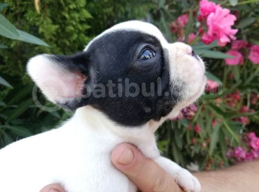 Safkan Fransız Bulldog Yavruları görsel