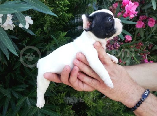 Safkan Fransız Bulldog Yavruları görsel