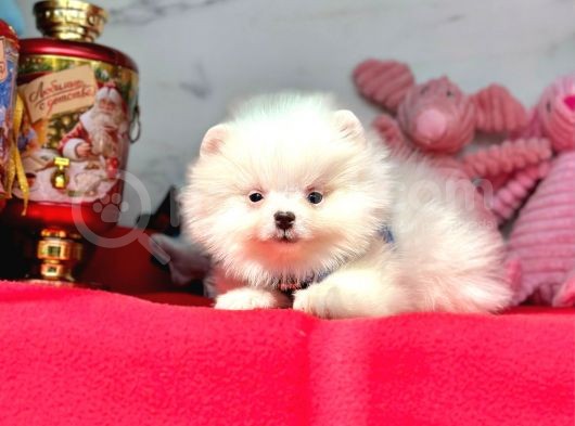 Gülen Yüz Pomeranian görsel