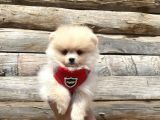 Pomerani̇an Boo Tedy Bear Surat Irk Garanti̇li̇