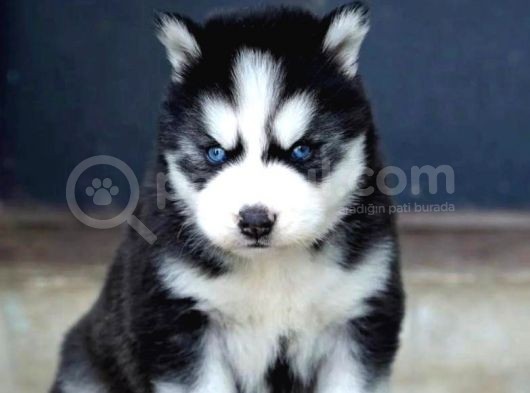 Irkının En Güzeli Husky Yavrusu