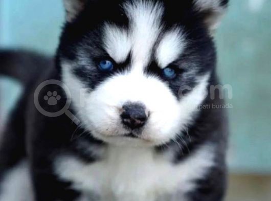 Irkının En Güzeli Husky Yavrusu görsel