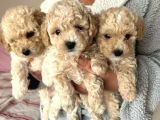 Kıvır kıvır Apricot Poodle yavrusu