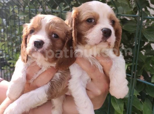 Sevimli Cavalier King Charles Yavrular