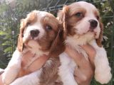 Sevimli Cavalier King Charles Yavrular