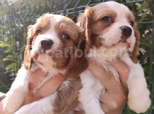 Sevimli Cavalier King Charles Yavrular görsel