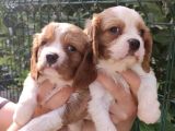 Sevimli Cavalier King Charles Yavrular