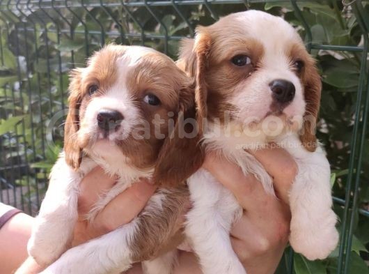 Sevimli Cavalier King Charles Yavrular görsel