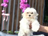 KORE TEACUP MALTESE YAVRUMUZ