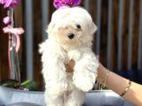 Kore Teacup Maltese Yavrumuz