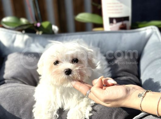 Kore Teacup Maltese Yavrumuz görsel