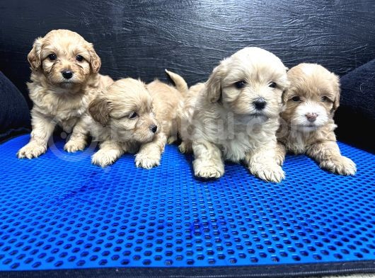 Maltipoo Bebekler görsel
