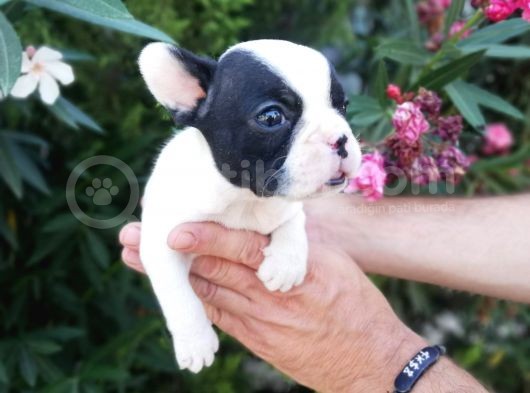 Safkan Fransız Bulldog Yavruları