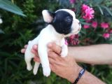 Safkan Fransız Bulldog Yavruları