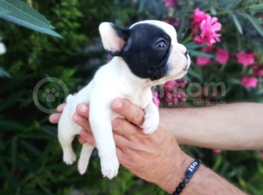 Safkan Fransız Bulldog Yavruları görsel