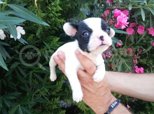 Safkan Fransız Bulldog Yavruları görsel