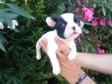 Safkan Fransız Bulldog Yavruları