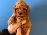 IRK GARANTİLİ TOY POODLE YAVRULARIMIZ