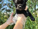 Anatomi Harikası Fransız Bulldog Yavrular