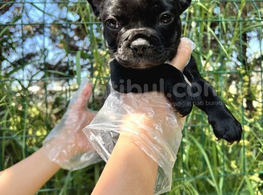 Anatomi Harikası Fransız Bulldog Yavrular görsel