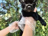 Anatomi Harikası Fransız Bulldog Yavrular