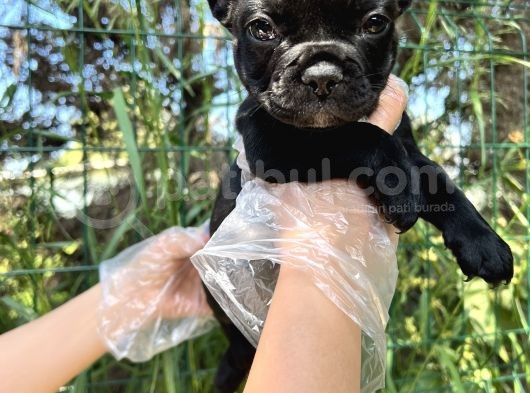 Anatomi Harikası Fransız Bulldog Yavrular görsel
