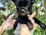 Anatomi Harikası Fransız Bulldog Yavrular