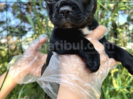 Anatomi Harikası Fransız Bulldog Yavrular görsel