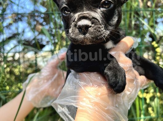 Anatomi Harikası Fransız Bulldog Yavrular