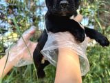 Anatomi Harikası Fransız Bulldog Yavrular