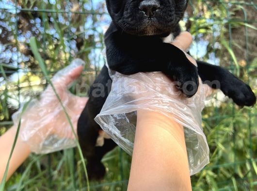 Anatomi Harikası Fransız Bulldog Yavrular görsel