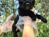 Anatomi Harikası Fransız Bulldog Yavrular