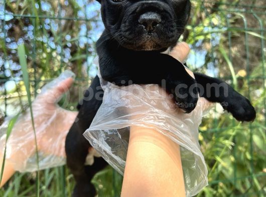 Anatomi Harikası Fransız Bulldog Yavrular görsel