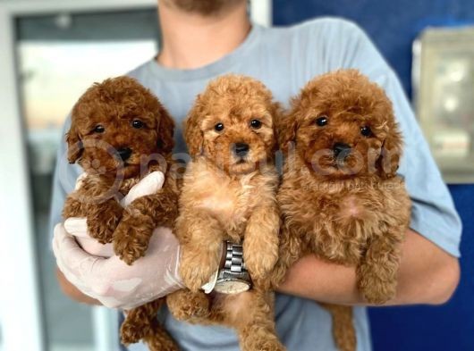 Safkan Toy Poodle Bebekler görsel
