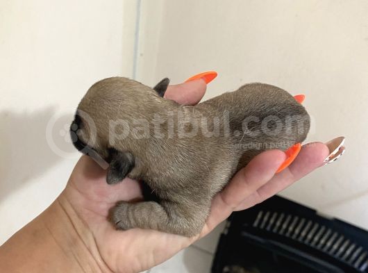 Pug Mops görsel