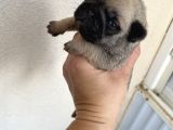 Pug Mops